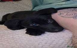 Mixed Breed dogs for sale: Beautiful black Belgain Malinois X Labrador  - Image 17