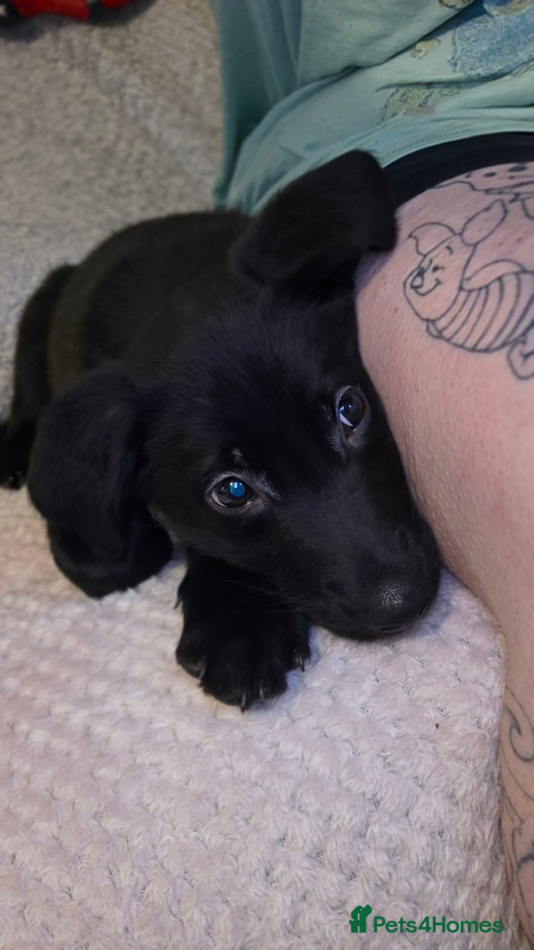 Mixed Breed dogs for sale: Beautiful black Belgain Malinois X Labrador  - Image 17