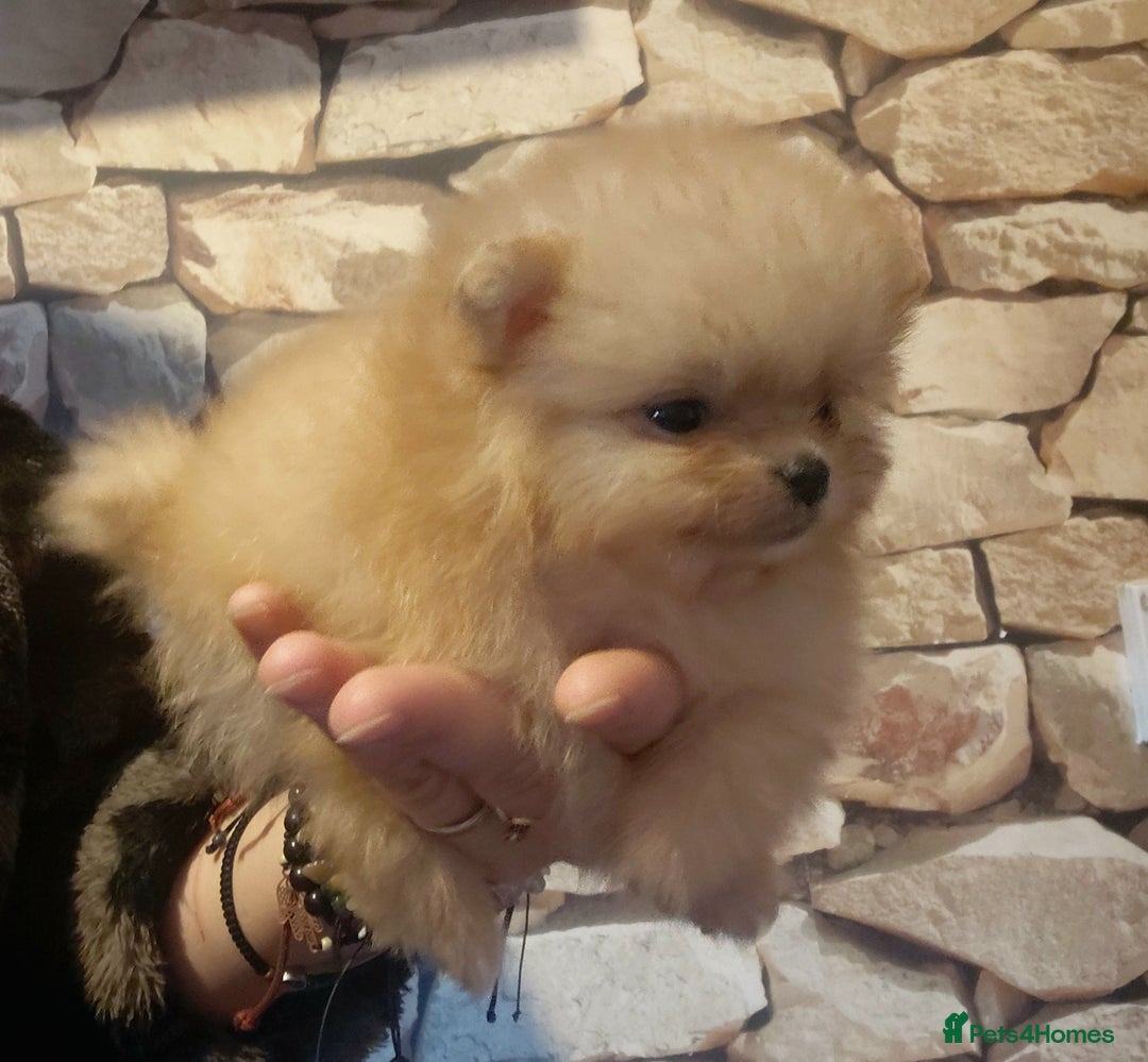 Pomeranian dogs for sale: Pomeranian puppies  - Advert 26