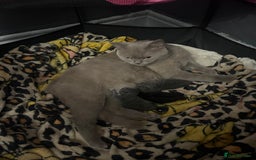 British Shorthair cats for sale: 2 adorable kittens available for a loving home  - Image 7