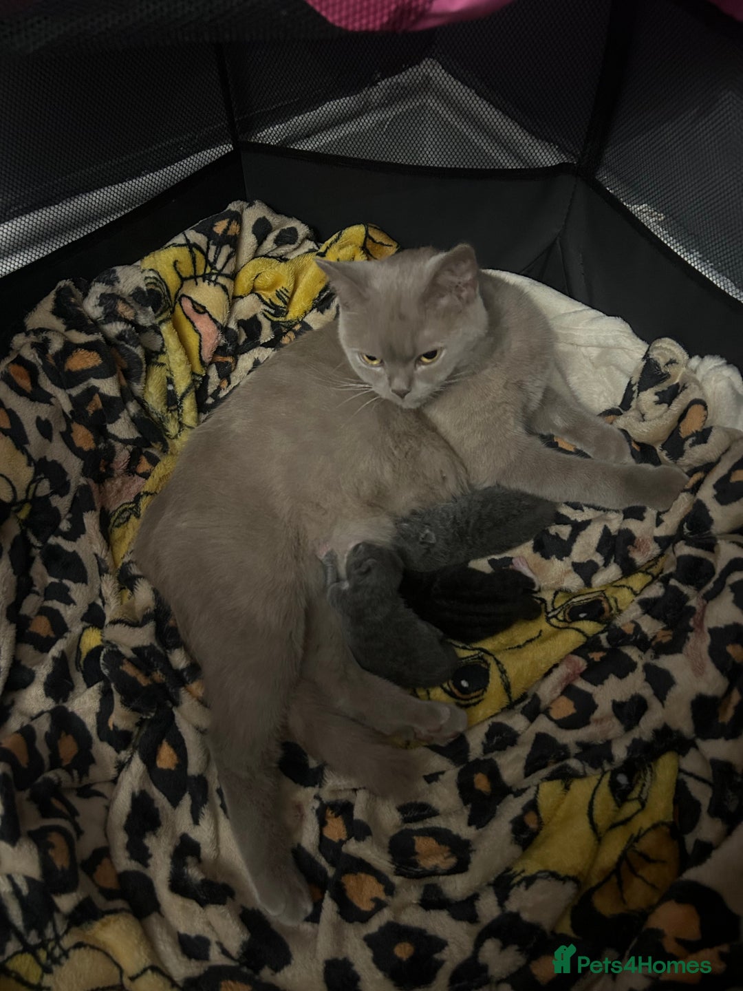 British Shorthair cats for sale: 2 adorable kittens available for a loving home  - Image 7