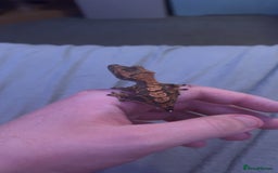 Gecko reptiles for sale: Young crested gecko + set up - Advert 3