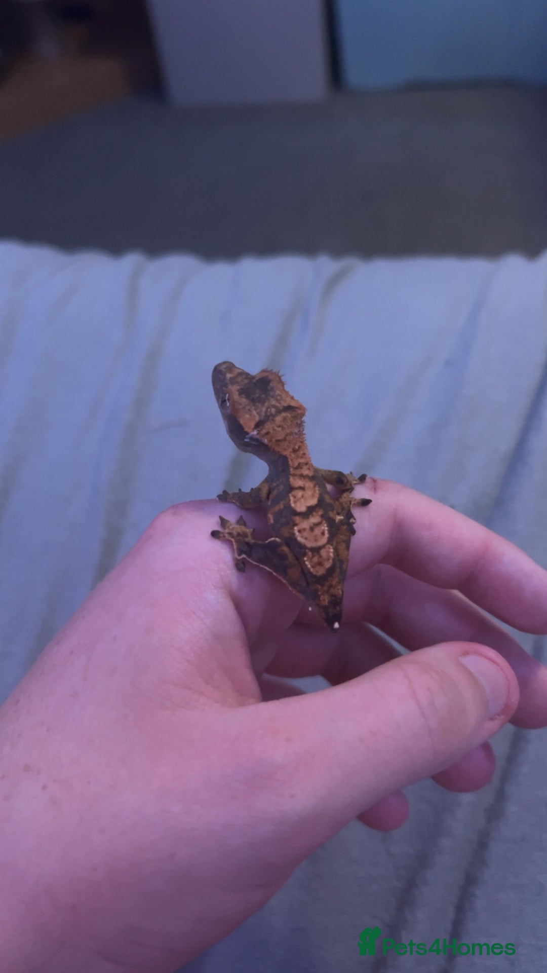 Gecko reptiles for sale: Young crested gecko + set up - Advert 3