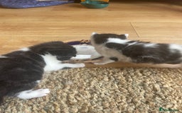 British Longhair cats for sale: British Longhair x domestic black white kittens - Image 19