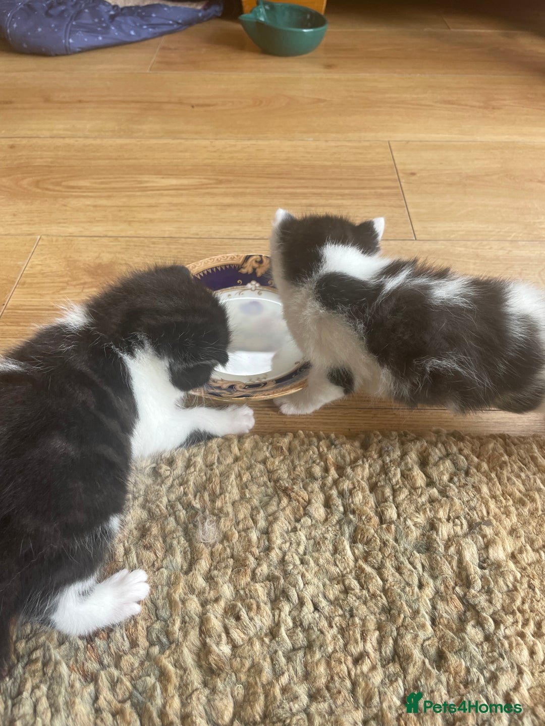 British Longhair cats for sale: British Longhair x domestic black white kittens - Image 19