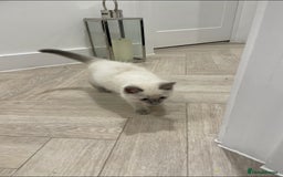Ragdoll cats for sale: Beautiful 10-Week-Old Blue Point Ragdoll Kittens - Image 3