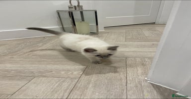 Ragdoll cats - Advert 14