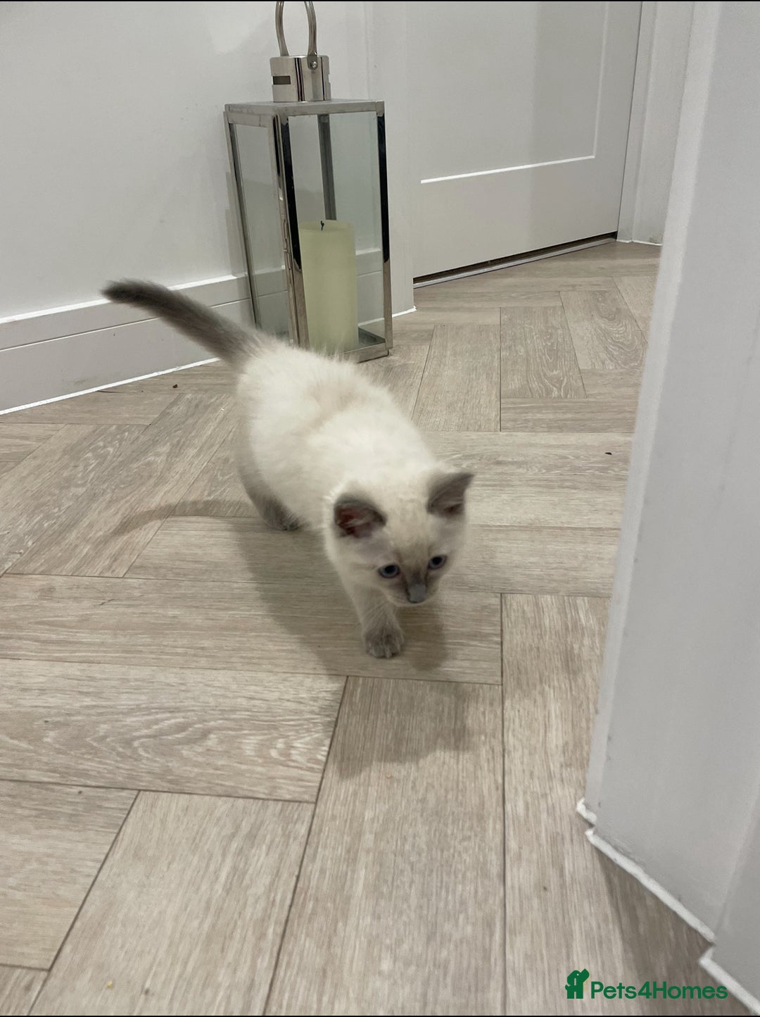 Ragdoll cats for sale: Beautiful 10-Week-Old Blue Point Ragdoll Kittens - Image 3