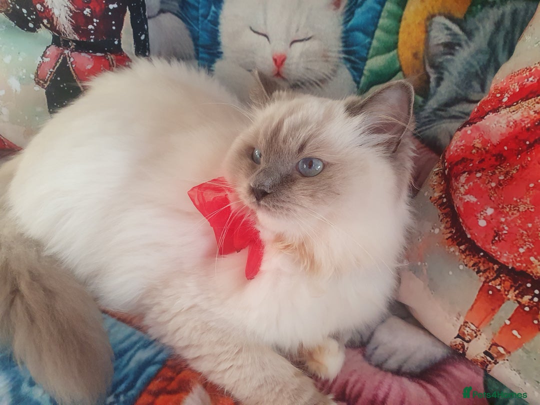 Ragdoll cats for sale: Mink & traditional Ragdolls - Advert 7