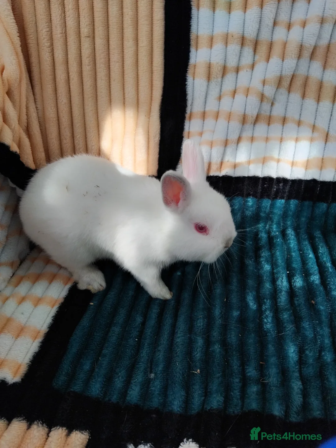 Netherland Dwarf rabbits for sale: Baby Netherland Dwarf rabbits  in Bodmin - Advert 3