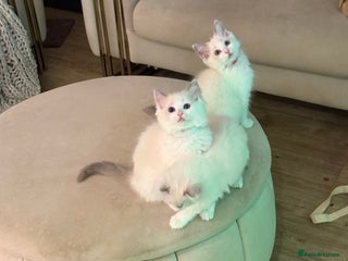 Ragdoll cats Beautiful Ragdoll Kittens – Stunning & Ready Soon - Advert 1
