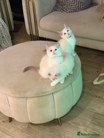 Ragdoll cats Beautiful Ragdoll Kittens – Stunning & Ready Soon - Advert 1
