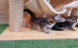 British Shorthair cats for sale: Beautiful British shorthair kittens 90£ for two in West Drayton - Image 14
