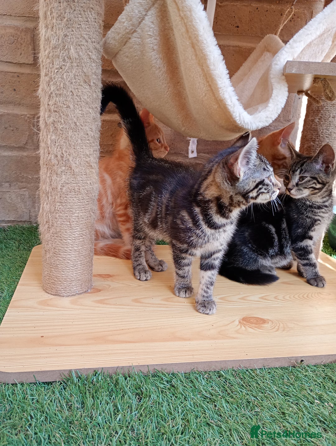 British Shorthair cats for sale: Beautiful British shorthair kittens 90£ for two in West Drayton - Image 14