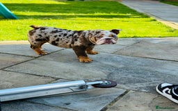 English Bulldog dogs for sale: Chocolate tri merle female in Preston - Image 4