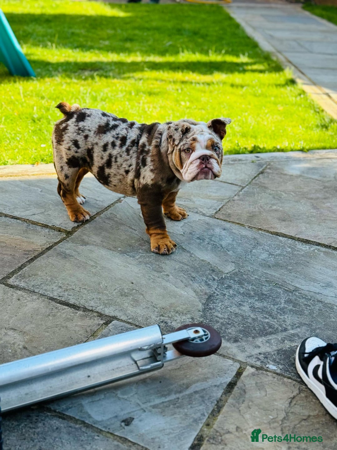 English Bulldog dogs for sale: Chocolate tri merle female in Preston - Image 4