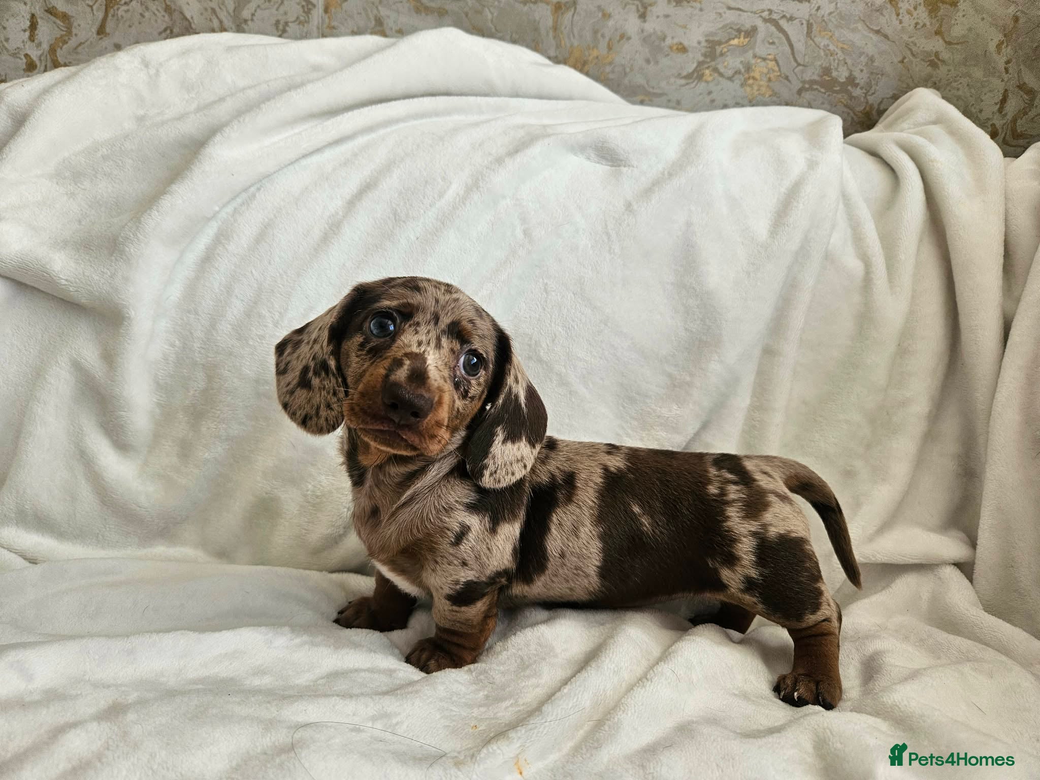 Dachshund dogs 🐶Chocolate & Cream Dachshund for Sale 🐶 - Advert 1