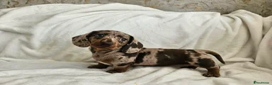 Dachshund 1