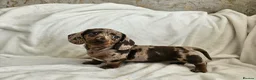 Dachshund dogs for sale: 🐶Chocolate & Cream Dachshund for Sale 🐶 - Advert 1