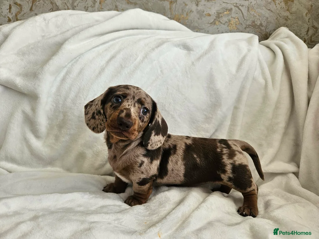 Dachshund dogs for sale: 🐶Chocolate & Cream Dachshund for Sale 🐶 - Advert 1