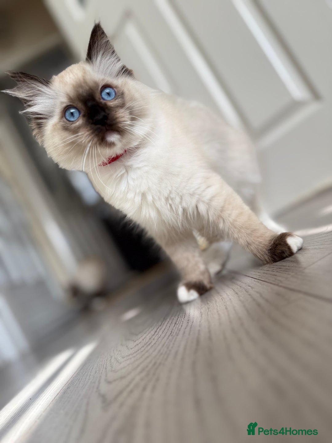 Ragdoll cats for sale: Beautiful Ragdol babies ready to leave  - Image 35