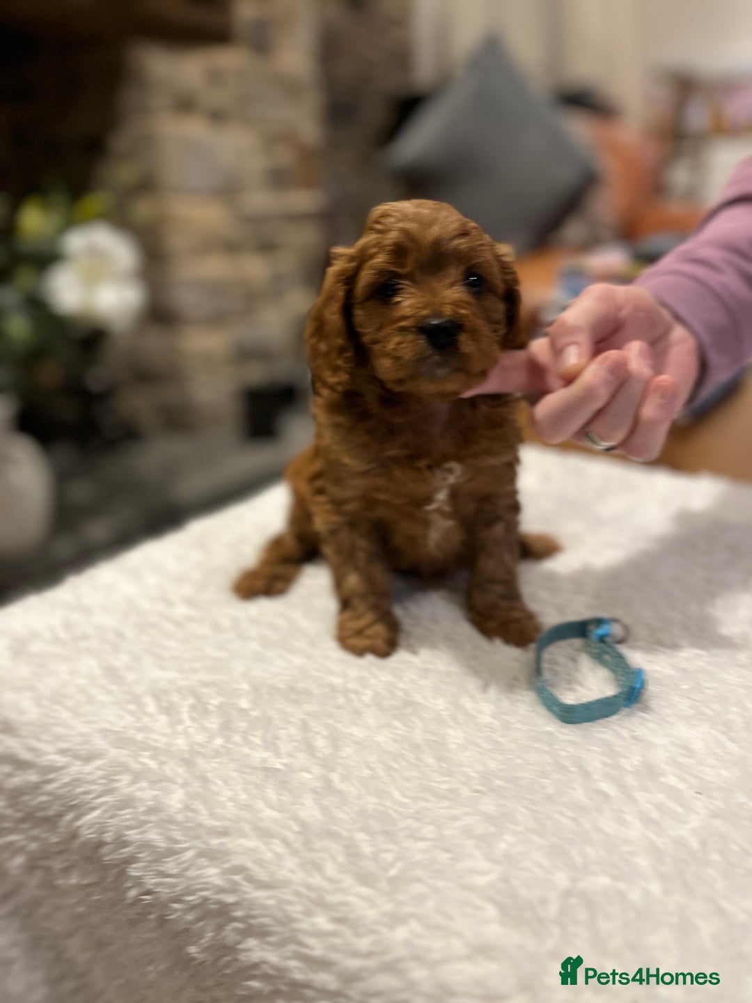 Cavapoo dogs for sale: Stunning litter of F1 Cavapoo puppies - Advert 18