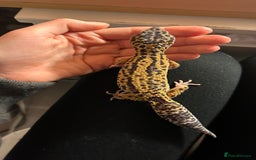 Leopard Gecko reptiles for sale: Female leopard gecko  - Advert 1