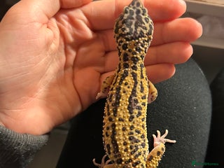 Leopard Gecko reptiles Female leopard gecko - Advert 1
