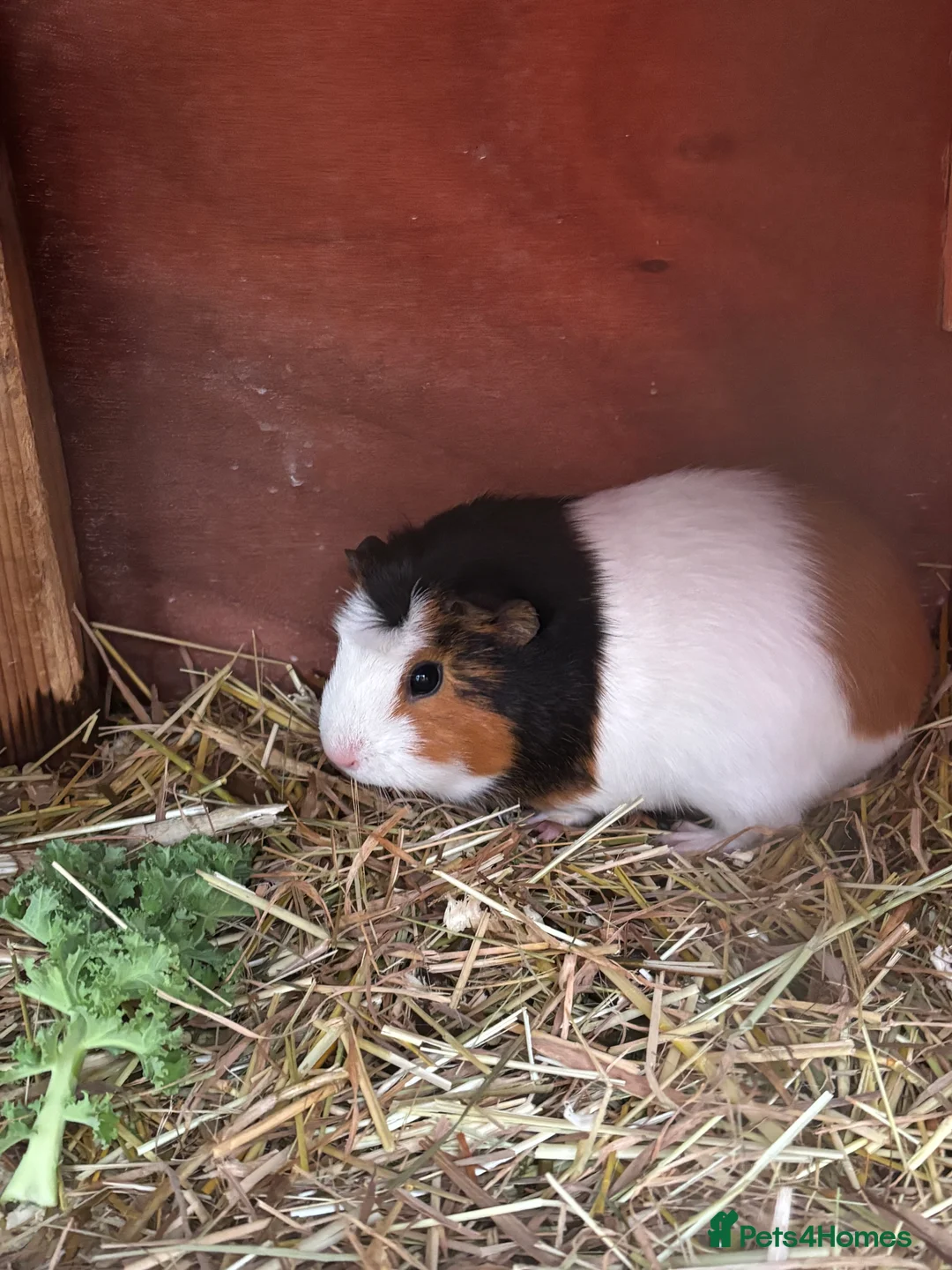 Guinea Pig rodents for sale: Baby sow guinea pigs - Advert 9