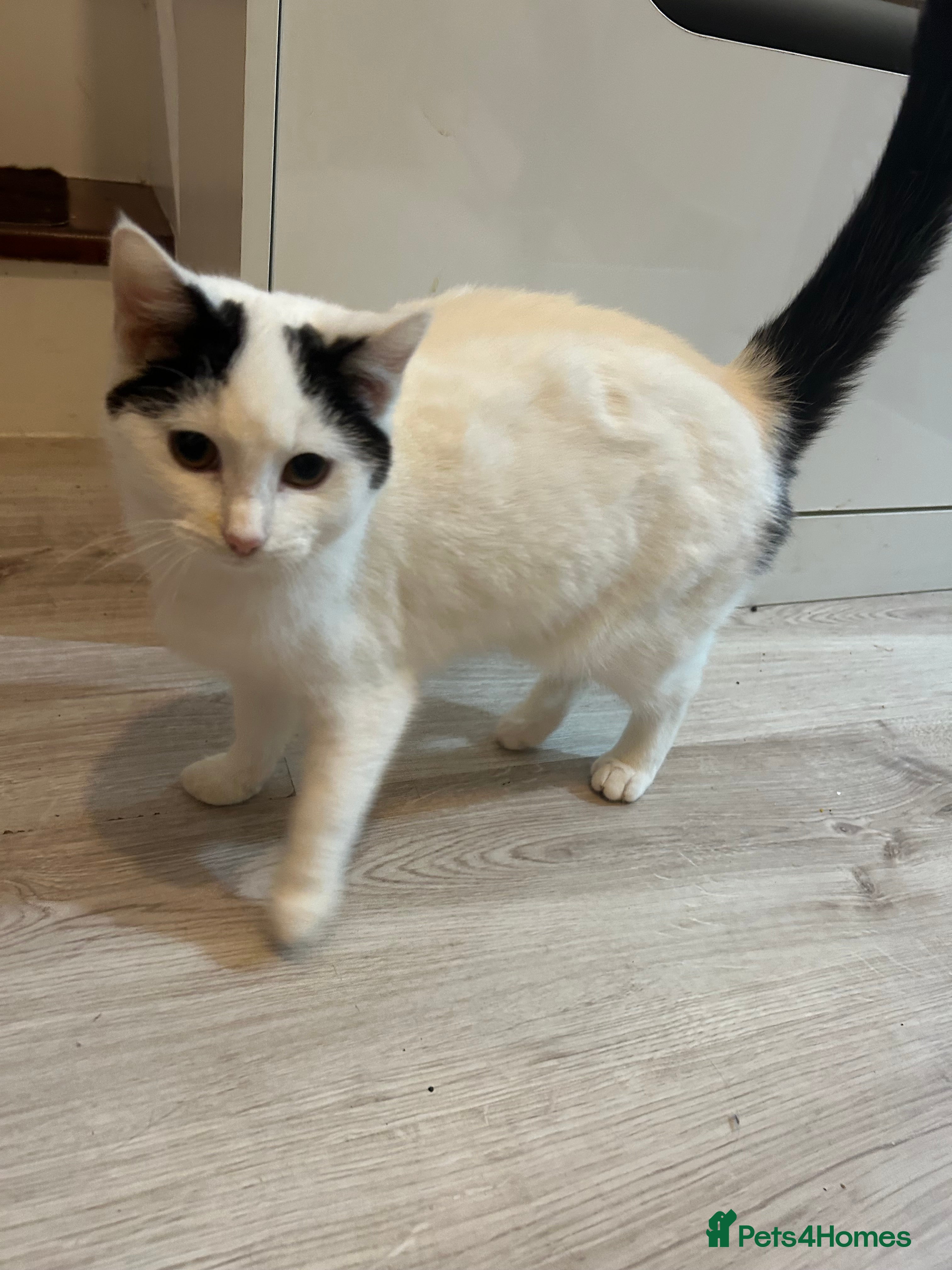 Mixed Breed cats Two females for sale  - Advert 4