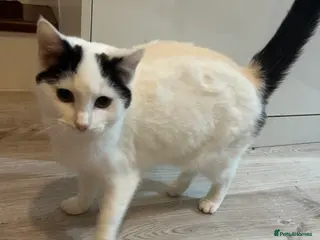 Mixed Breed cats Two females for sale - Advert 12