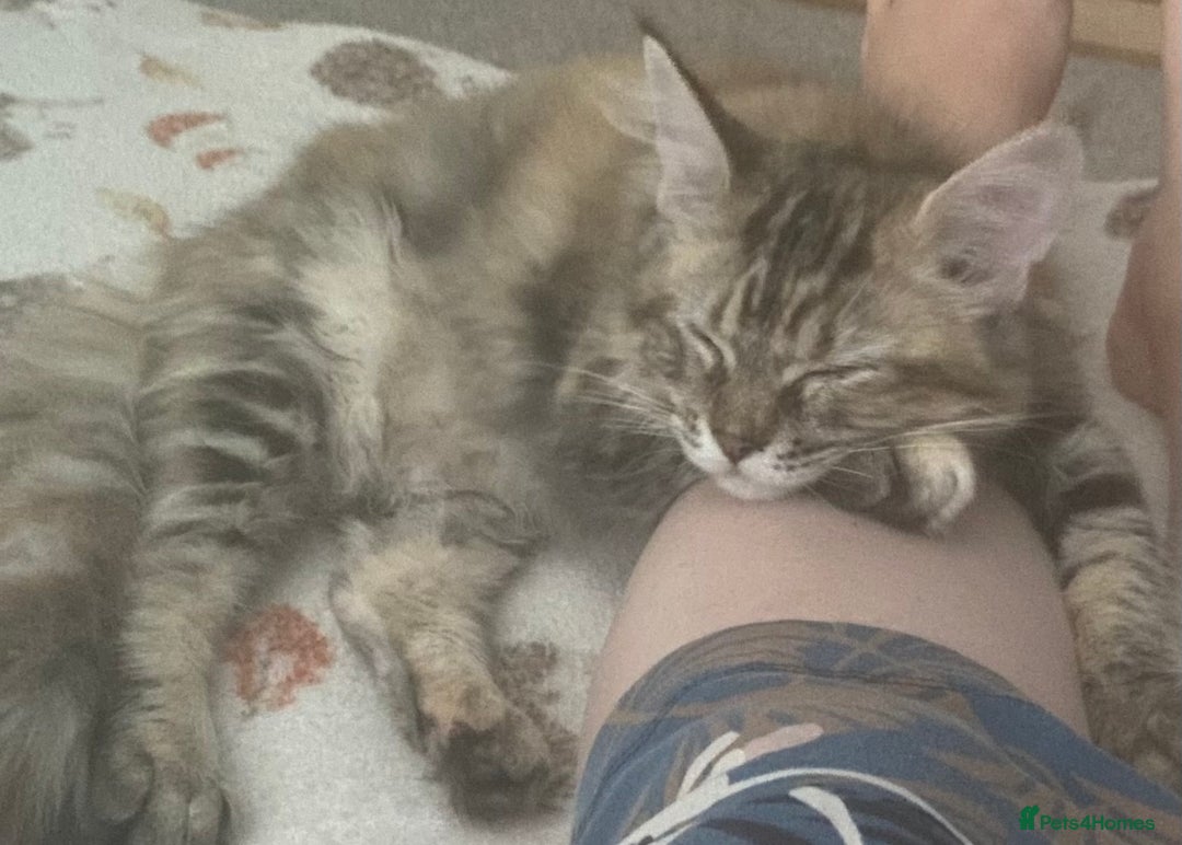 Maine Coon cats for sale: Half Main Coon and Ragdoll - Image 12