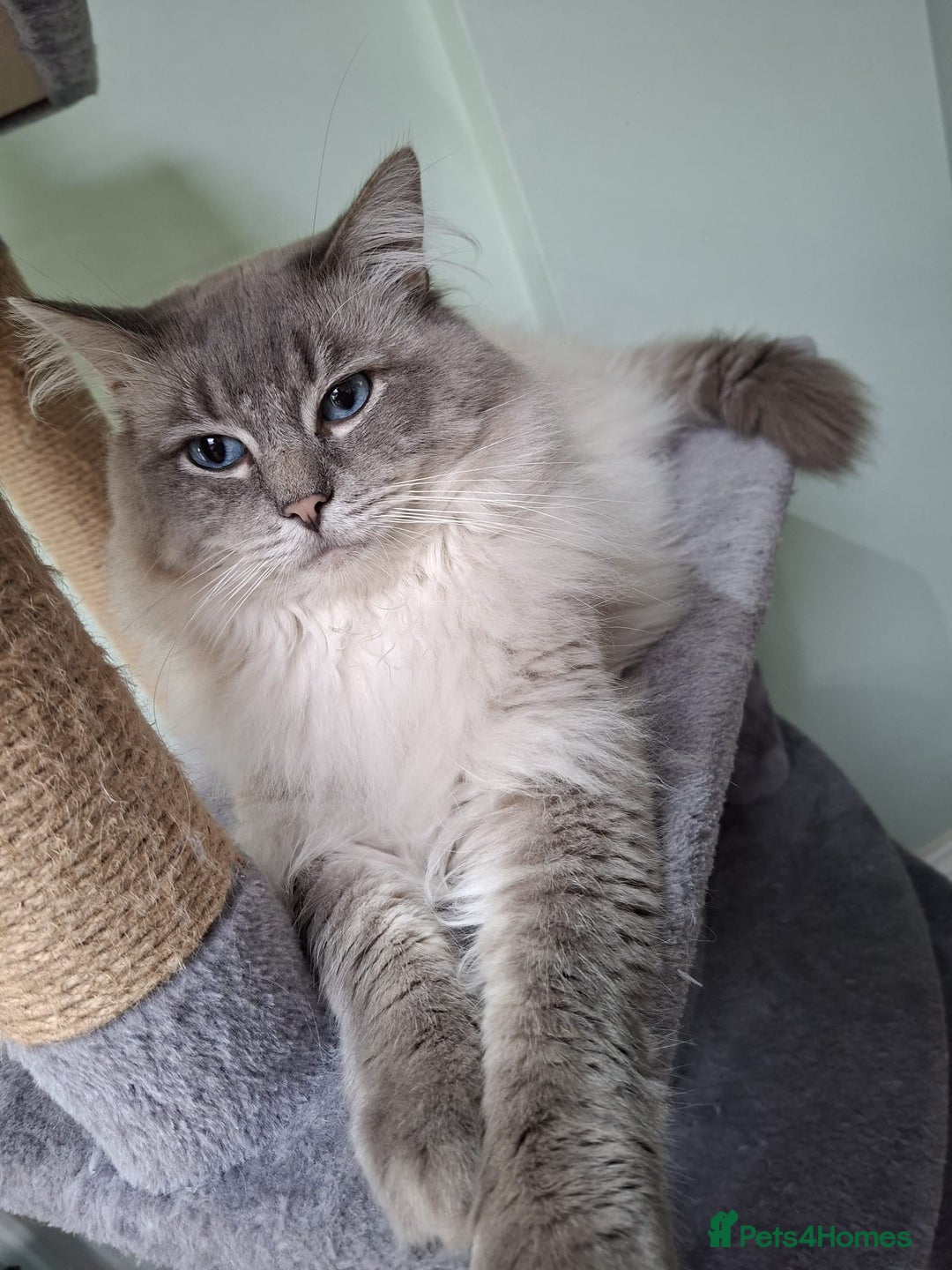 Ragdoll cats for sale: 5 beautiful GCCF Ragdoll kittens - Image 28