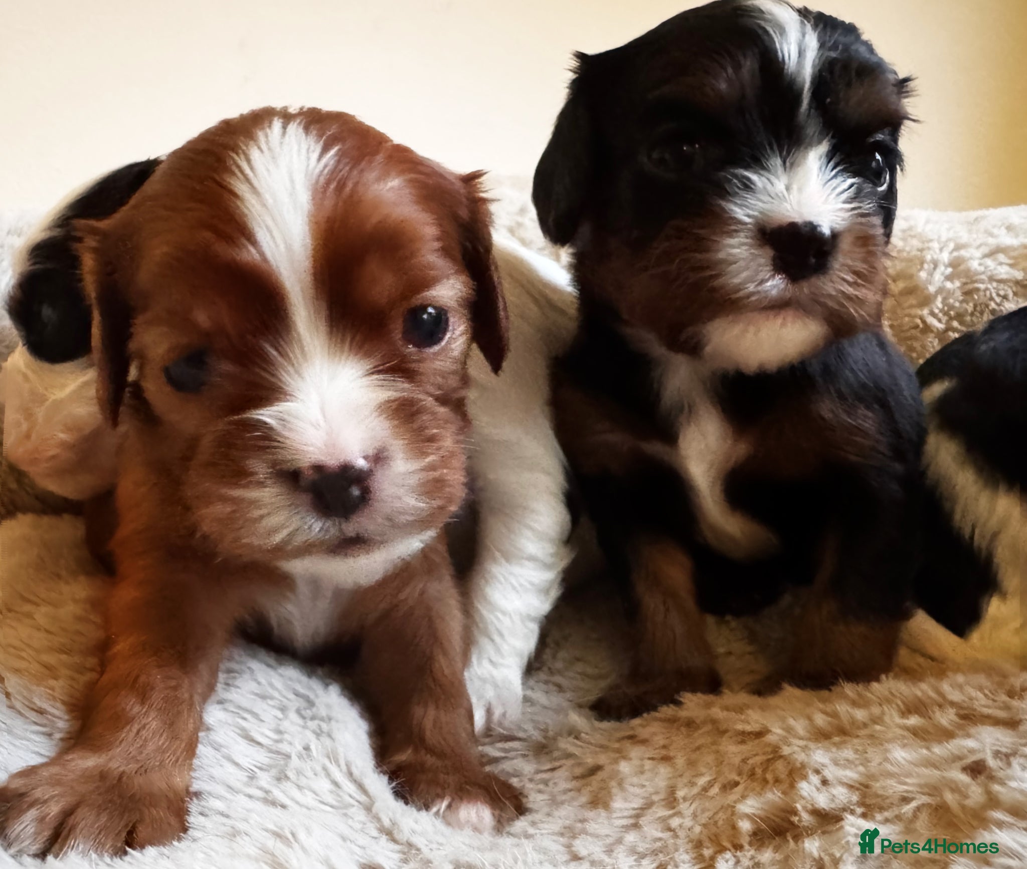 Cavalier King Charles Spaniel dogs Very rare in UK ultra-low COI 0.2% Choc carrier KC - Advert 5