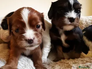 Cavalier King Charles Spaniel dogs Very rare in UK ultra-low COI 0.2% Choc carrier KC - Advert 5