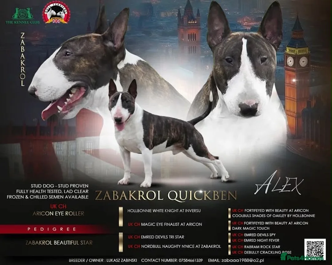 English Bull Terrier dogs for sale: English bull terrier  - Advert 2