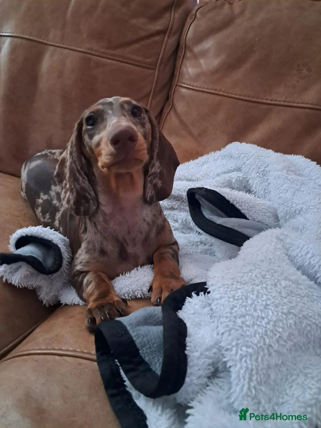 Dachshund dogs for sale: Dapple male dachshund 14 weeks old  - Advert 2