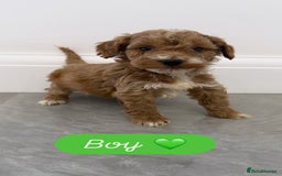 Cockapoo dogs for sale: Cockapoo puppies looking for homes 🏠  - Image 4