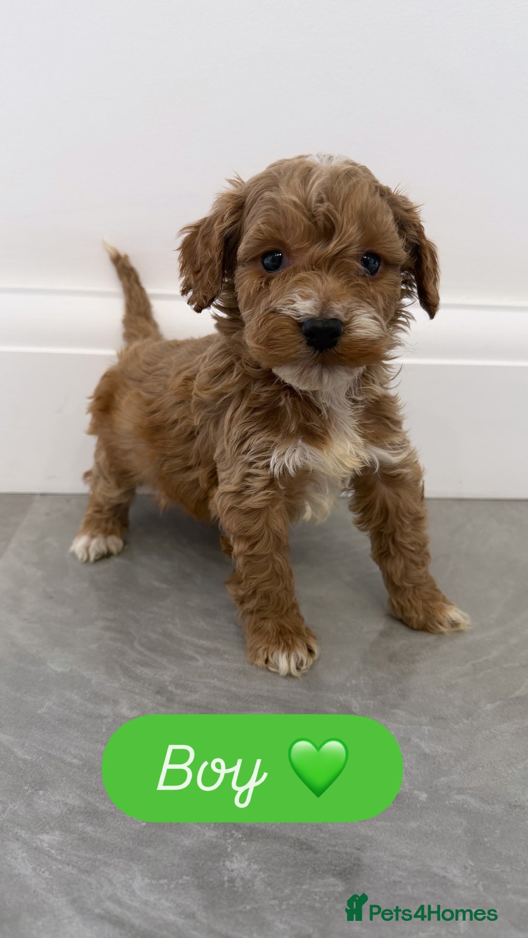 Cockapoo dogs for sale: Cockapoo puppies looking for homes 🏠  - Image 4