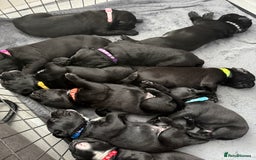 Cane Corso dogs for sale: CANE CORSO PUPS - Image 11