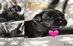 Mixed Breed dogs for sale: Sprockador puppies  - Image 13
