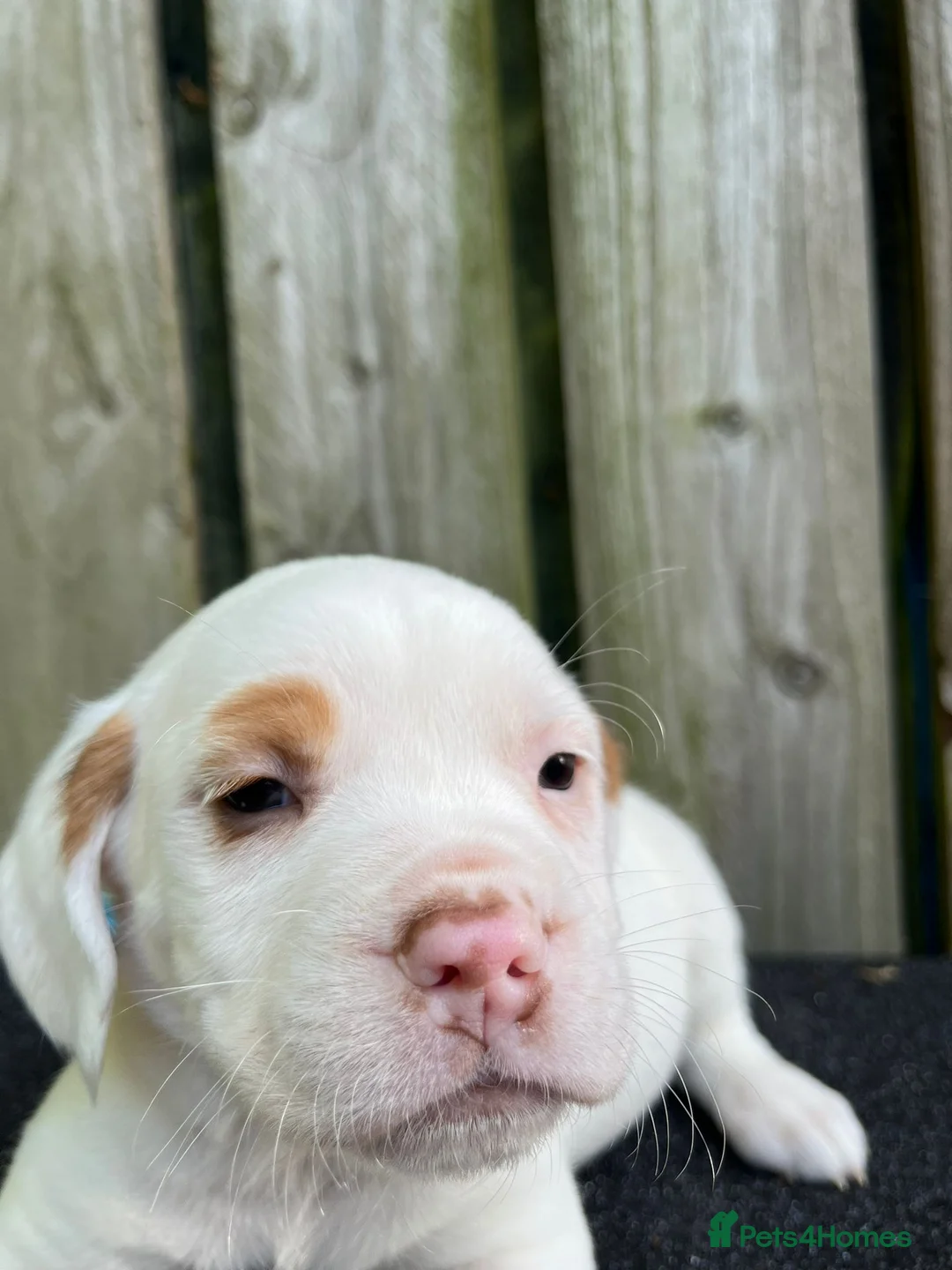 Mixed Breed dogs for sale: Puppies  in Liverpool - Advert 2