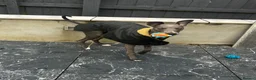 Whippet dogs for sale: Pedigree boy whippet  in Milford Haven - Advert 6