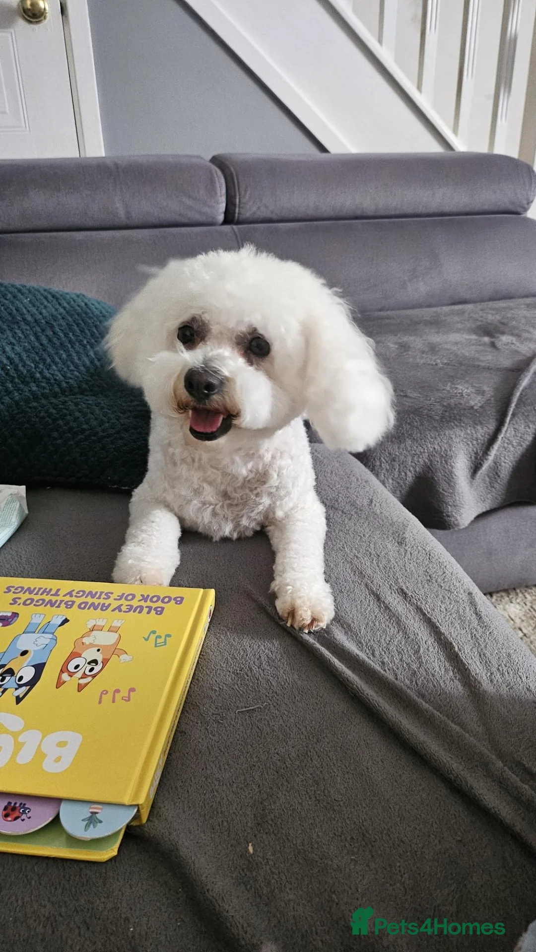 Mixed Breed dogs for sale: Bichon Maltese Puppies  - Advert 2