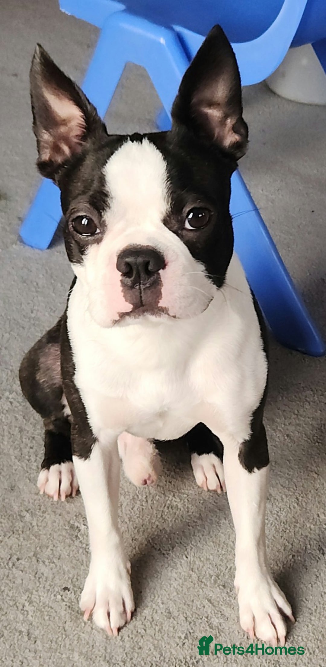Boston Terrier dogs for stud: Boston terrier for stud  - Advert 1
