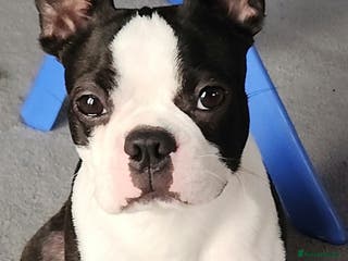 Boston Terrier dogs Boston terrier for stud - Advert 2