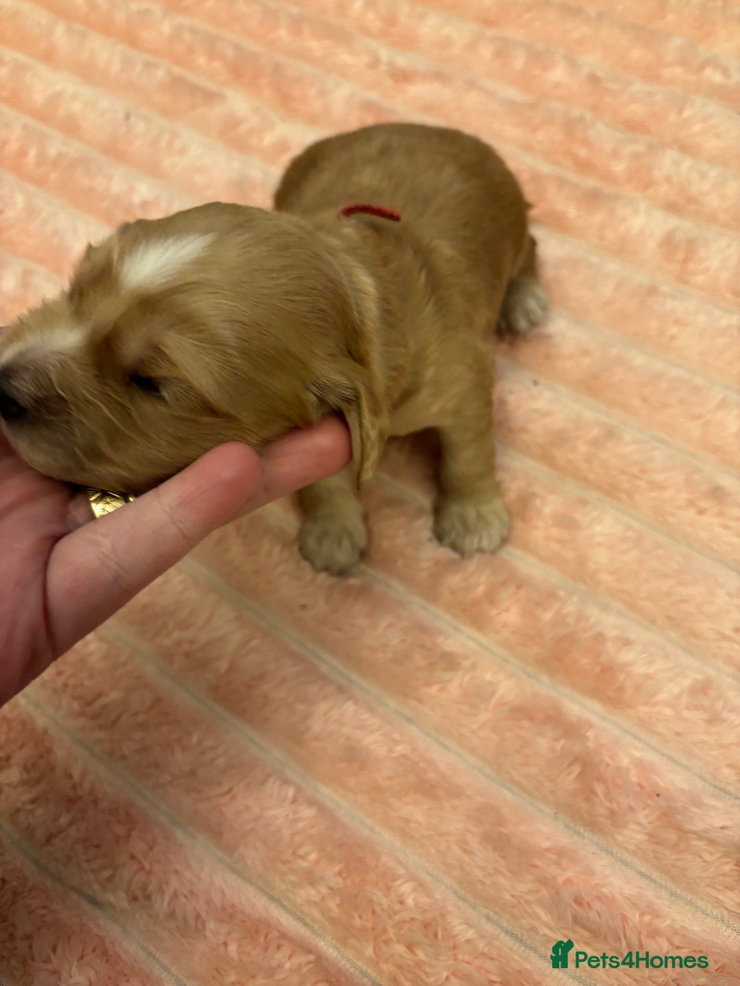 Cocker Spaniel dogs for sale: 6 beautiful cocker spaniels ALL DEPOSIT PAiD - Advert 13