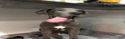 Great Dane dogs for sale: Great Dane Looking For Loving New Home - Advert 15