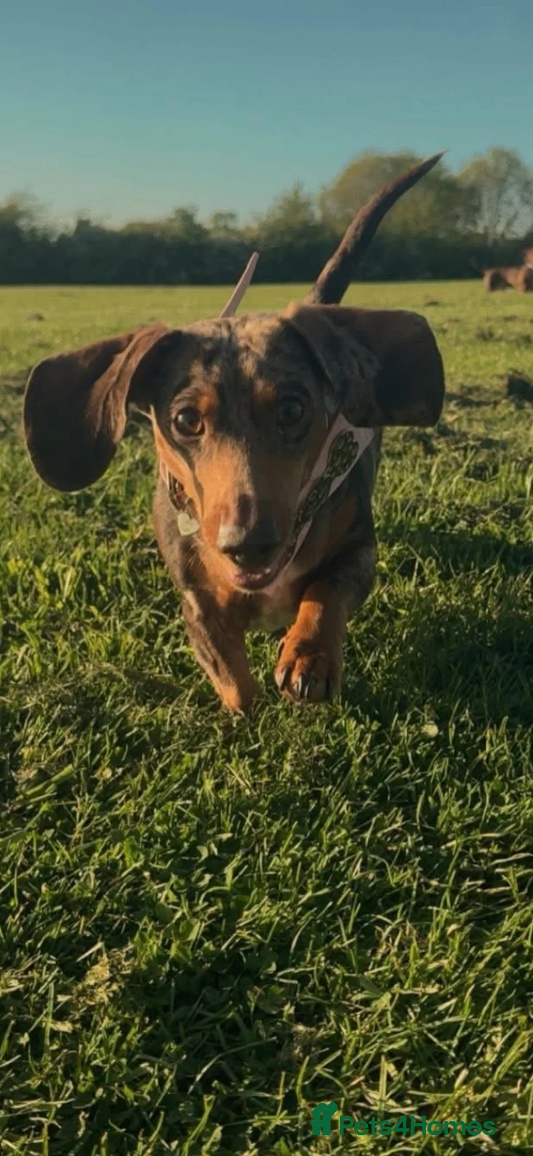Dachshund dogs for sale: Beautiful Daschund pups  - Advert 14
