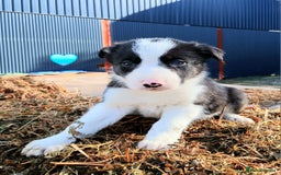 Border Collie dogs for sale: 2 smart Blue merl and two black &white puppies - Image 4